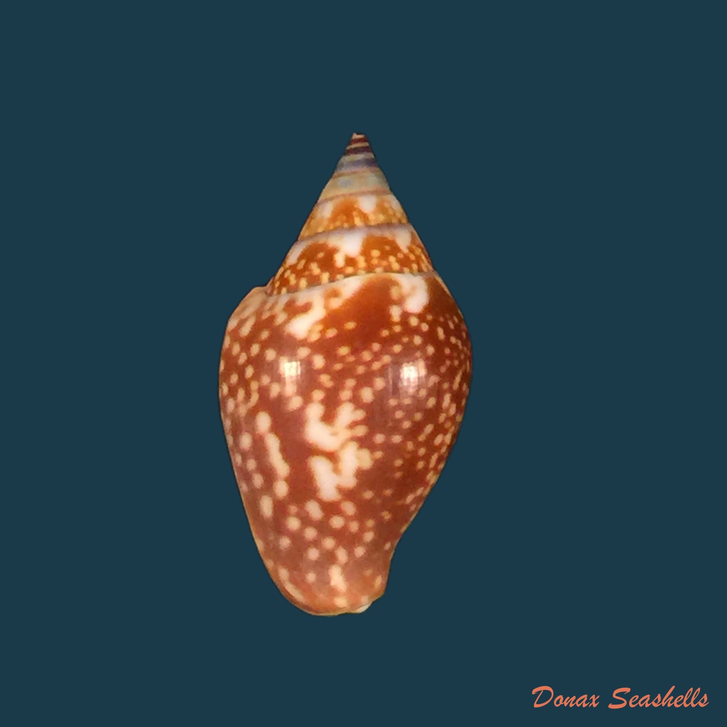 copia-de-columbella-sonsonatensis-morch-1860-8-1mm