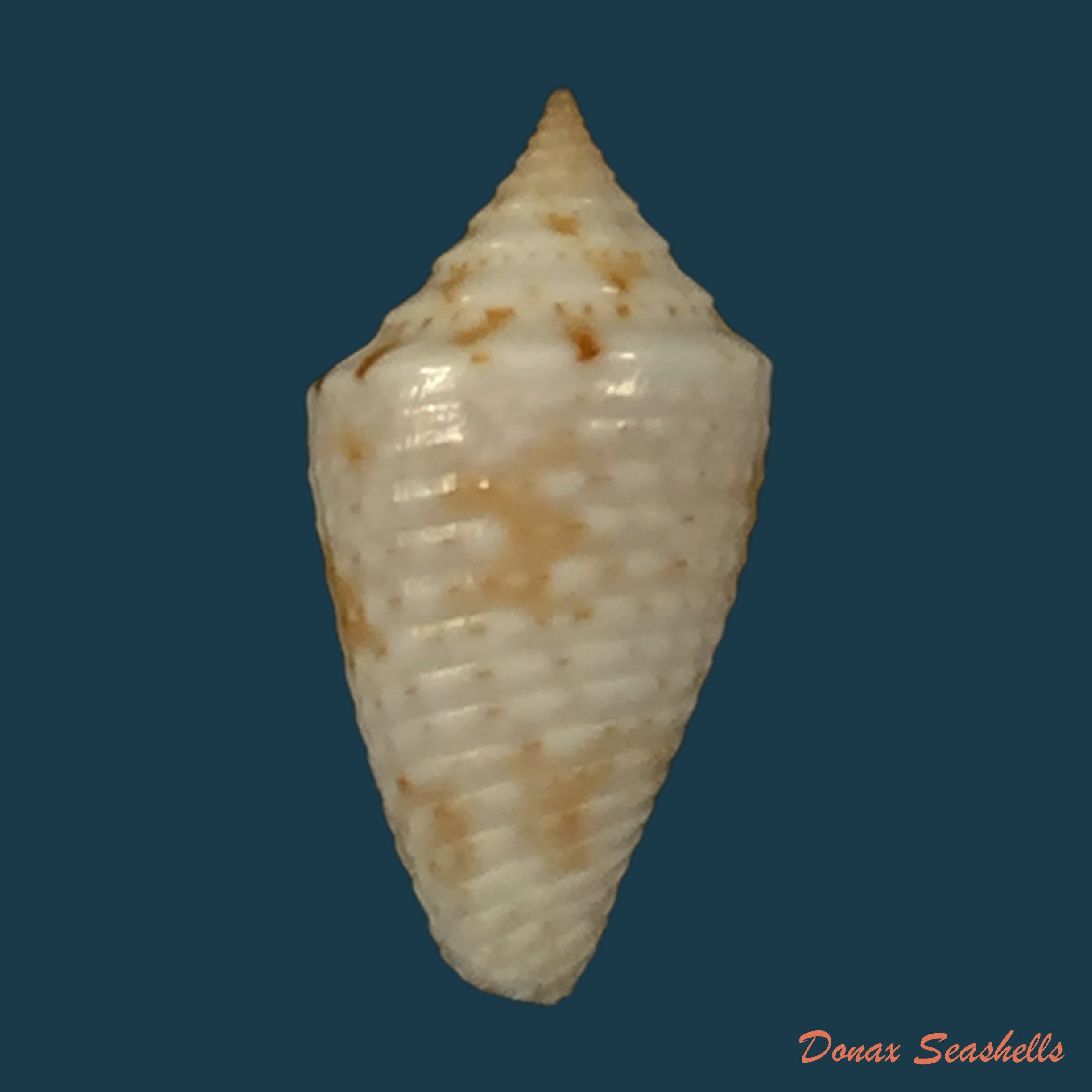 copia-de-conasprella-anacarolinae-cossignani-2019-17-4mm