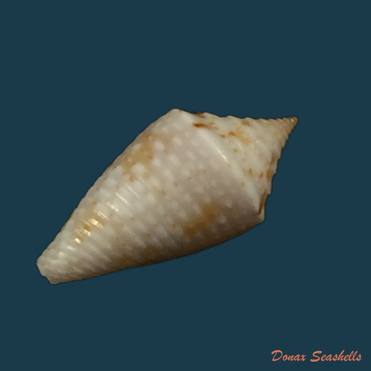 copia-de-conasprella-anacarolinae-cossignani-2019-17-4mm