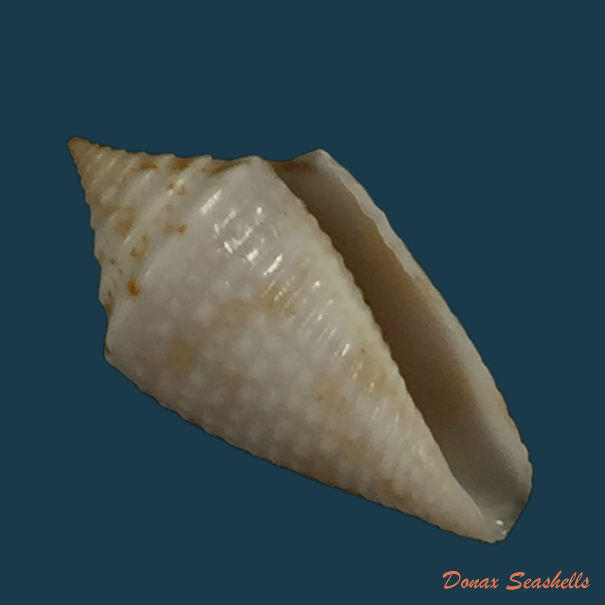 copia-de-conasprella-anacarolinae-cossignani-2019-17-4mm