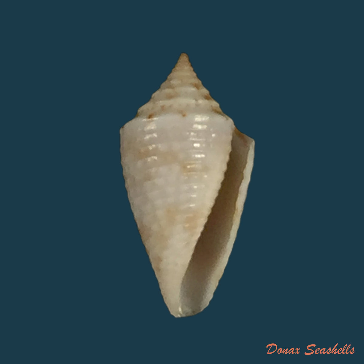 copia-de-conasprella-anacarolinae-cossignani-2019-17-4mm