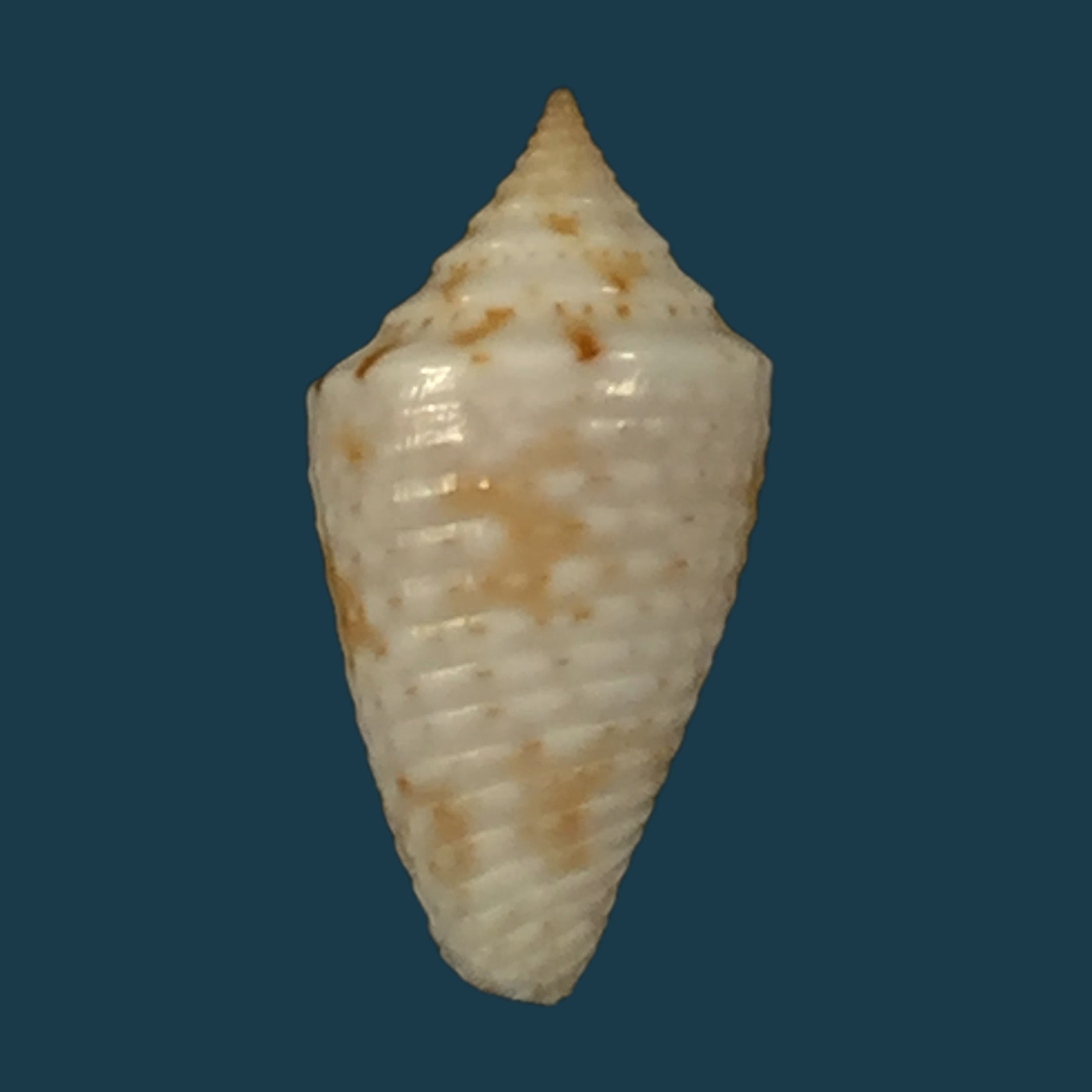 Conasprella anacarolinae Cossignani, 2019 - 16,4mm