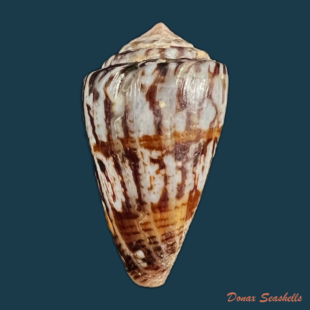copia-de-conasprella-centurio-born-1778-77-7mm