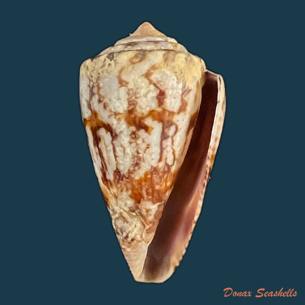 copia-de-conasprella-centurio-born-1778-77-7mm