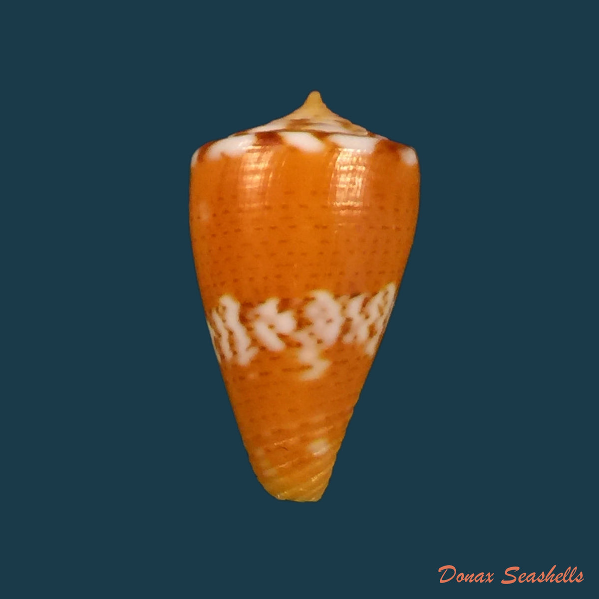 copia-de-conasprella-damasoi-gray-1839-16-1mm-1