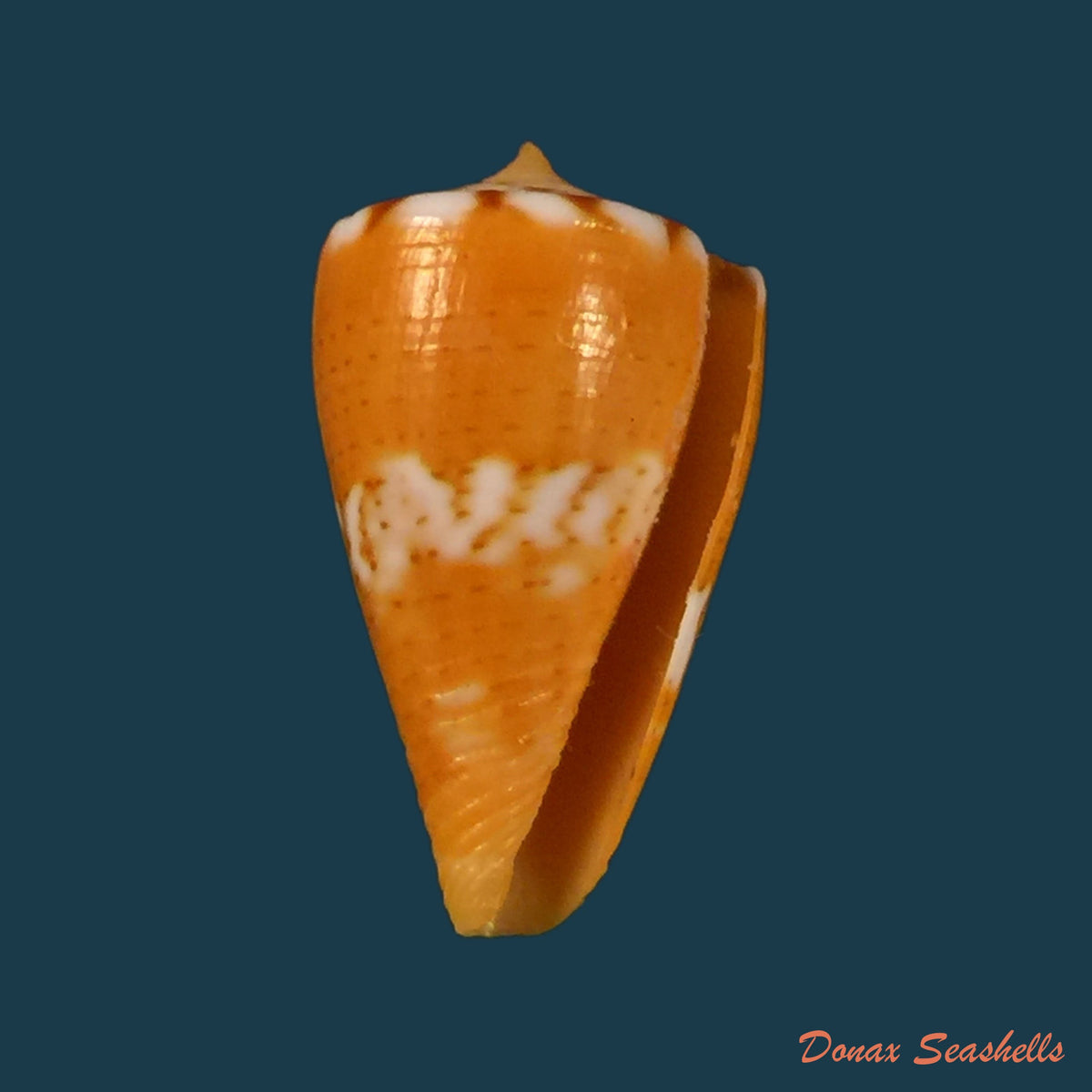 copia-de-conasprella-damasoi-gray-1839-16-1mm-1