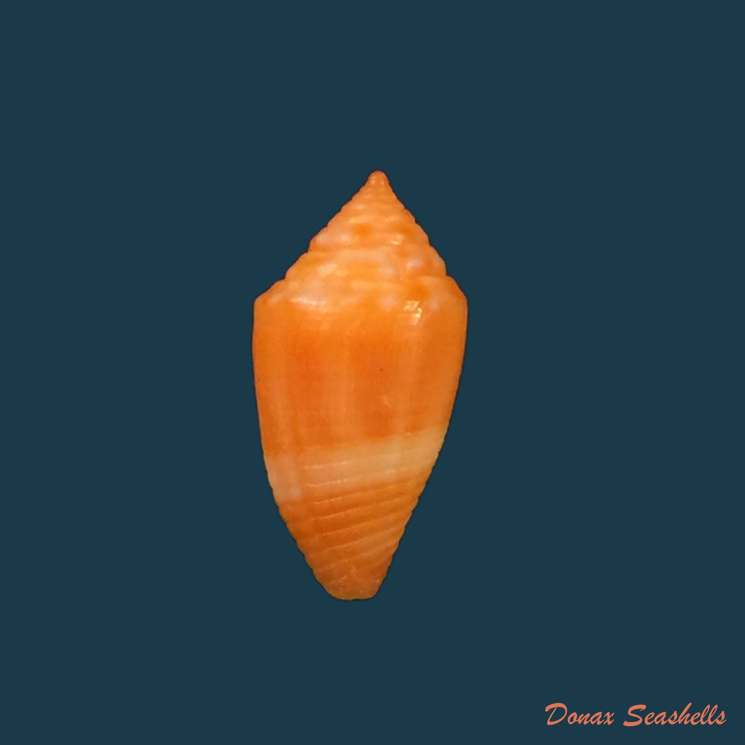copia-de-conasprella-damasoi-gray-1839-16-1mm