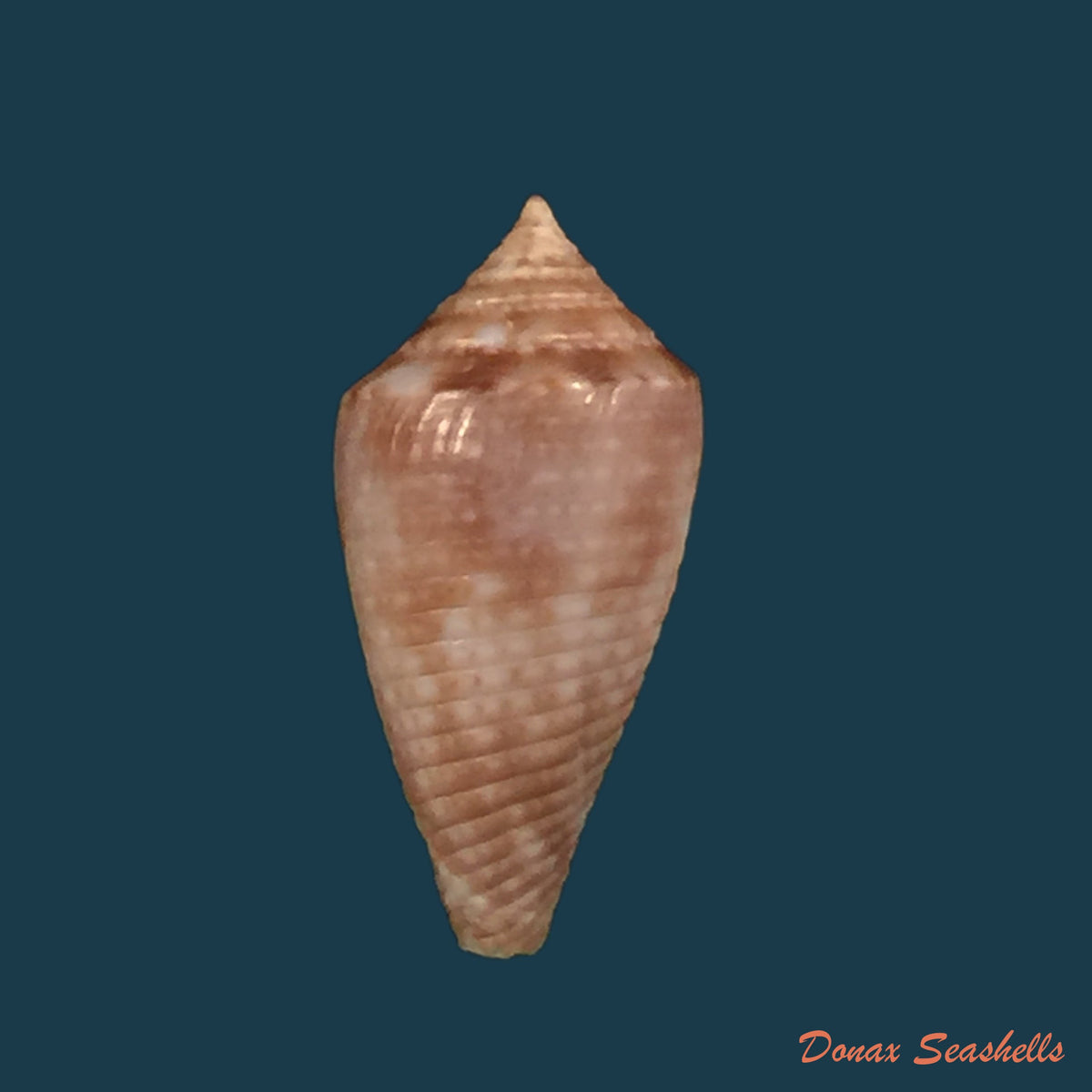 copia-de-conasprella-damasoi-gray-1839