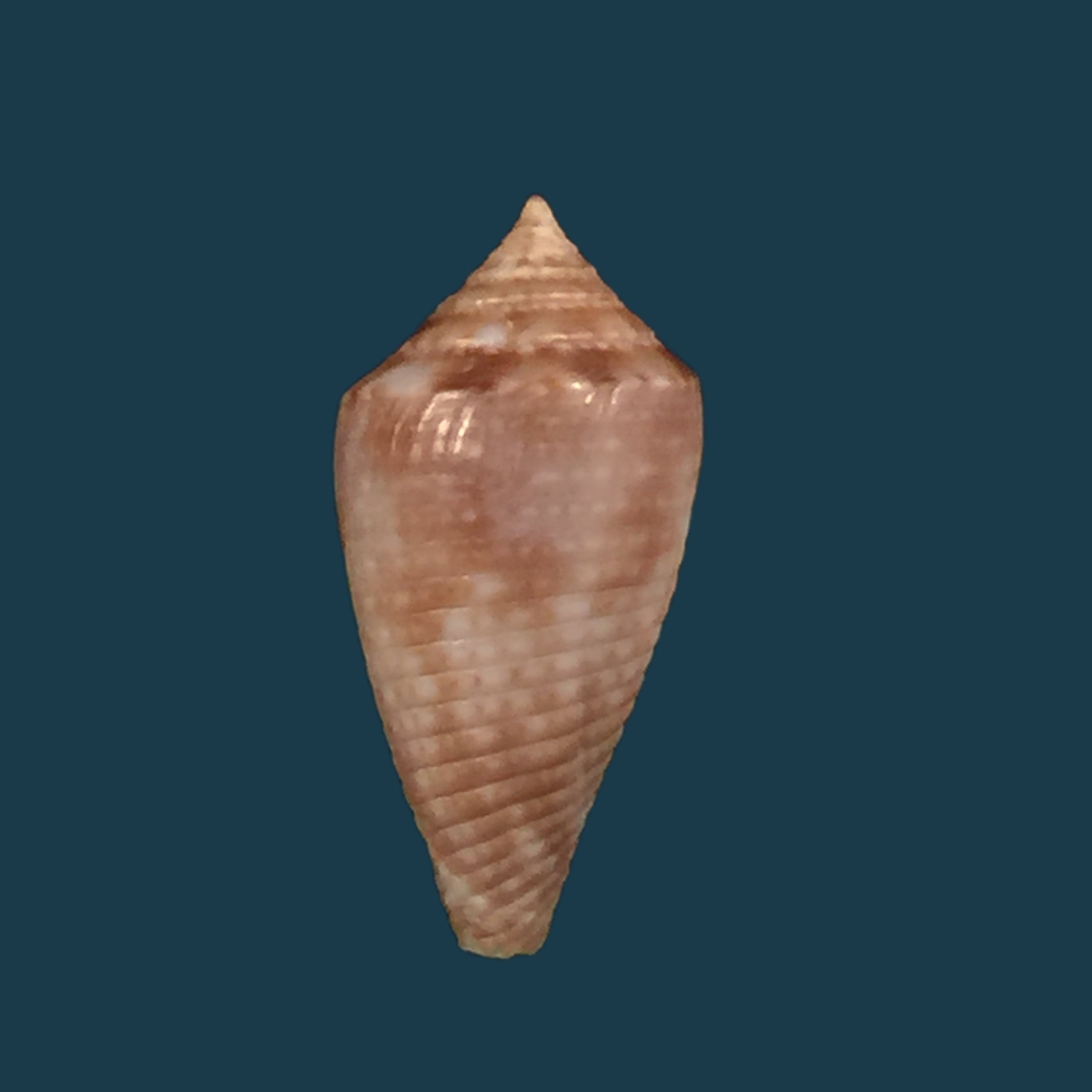 Conasprella josei Petuch & Berschauer, 2016 - 15,2mm