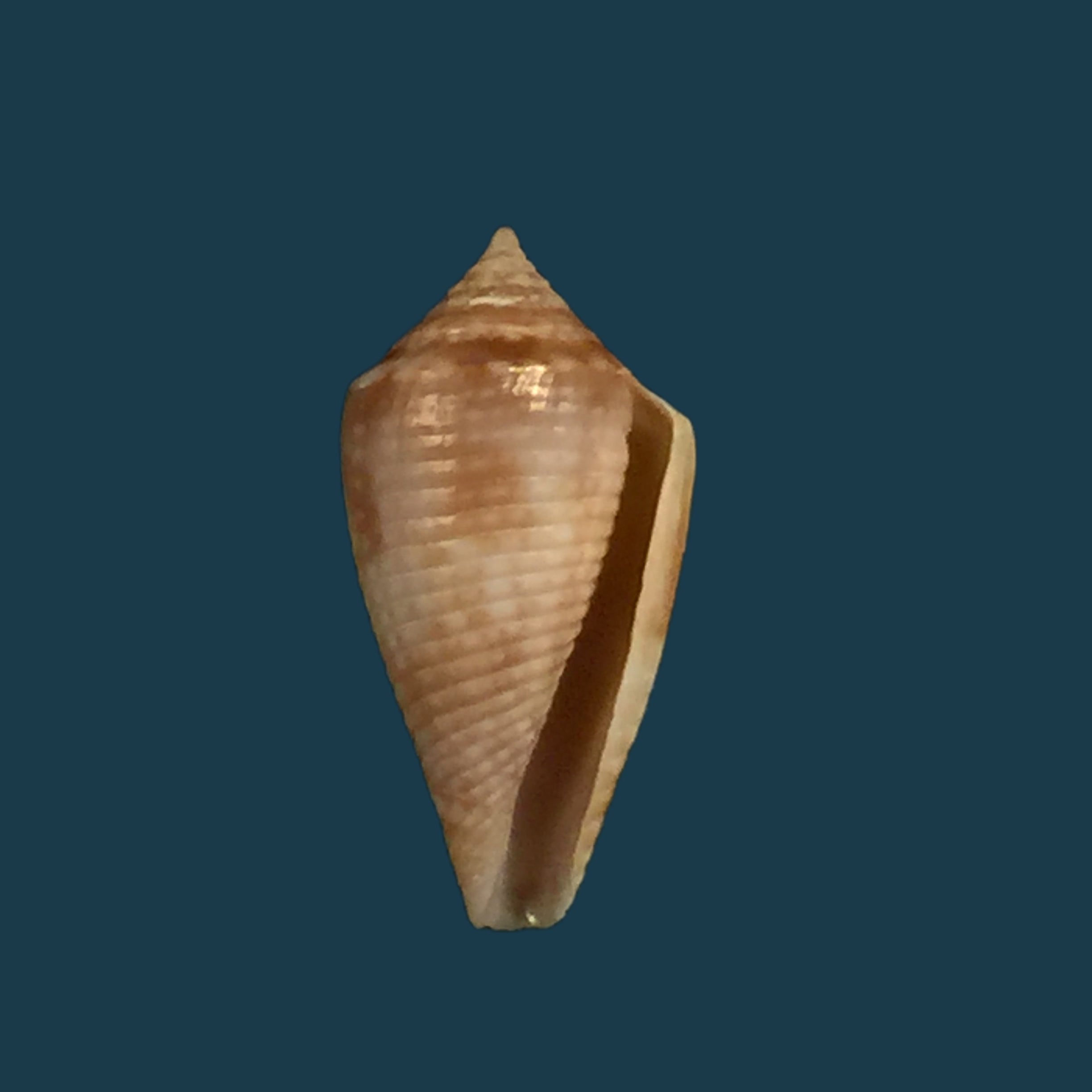 Conasprella josei Petuch & Berschauer, 2016 - 15,2mm