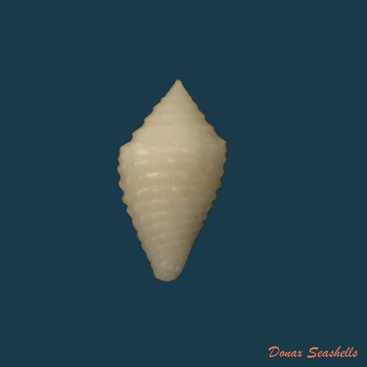 copia-de-conasprella-edpetuchi-monier-l-r-beschauer-2015-63-6mm