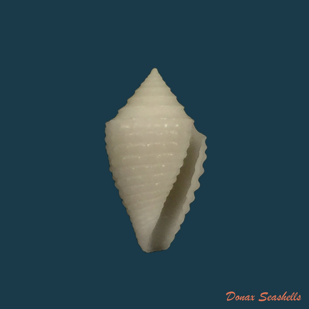 copia-de-conasprella-edpetuchi-monier-l-r-beschauer-2015-63-6mm