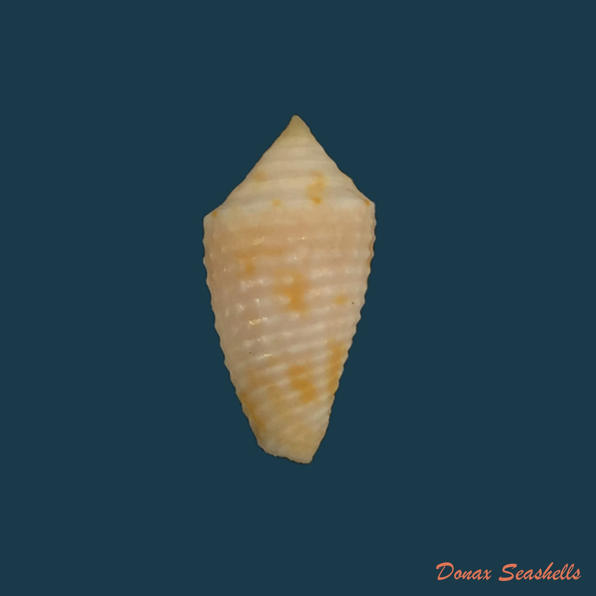 copia-de-conasprella-edpetuchi-monier-l-r-beschauer-2015