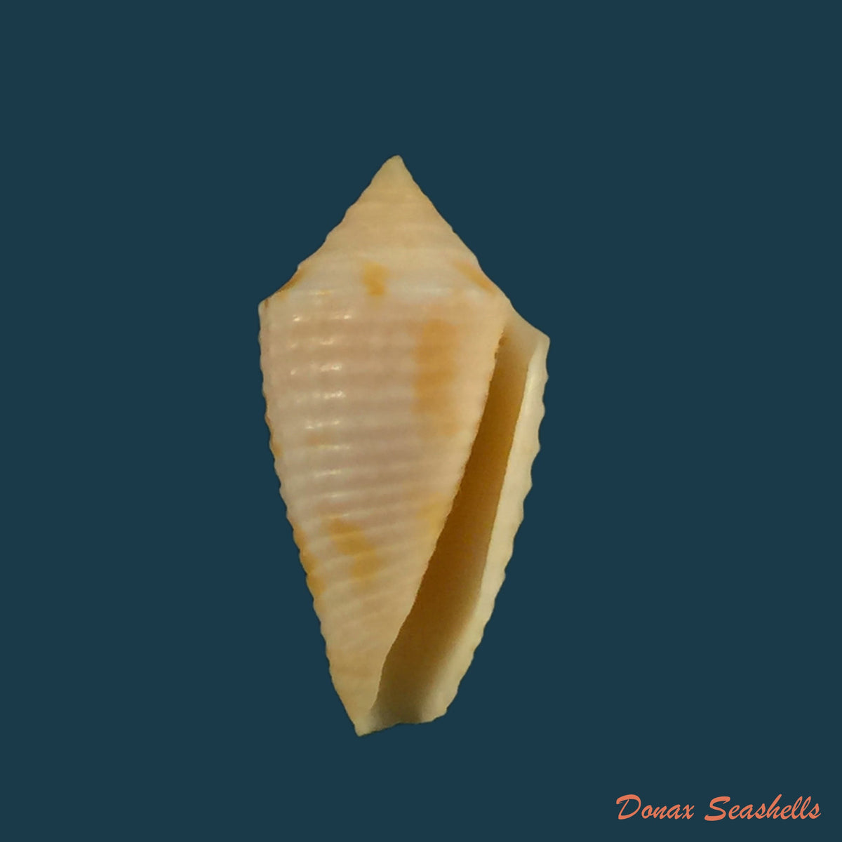 copia-de-conasprella-edpetuchi-monier-l-r-beschauer-2015
