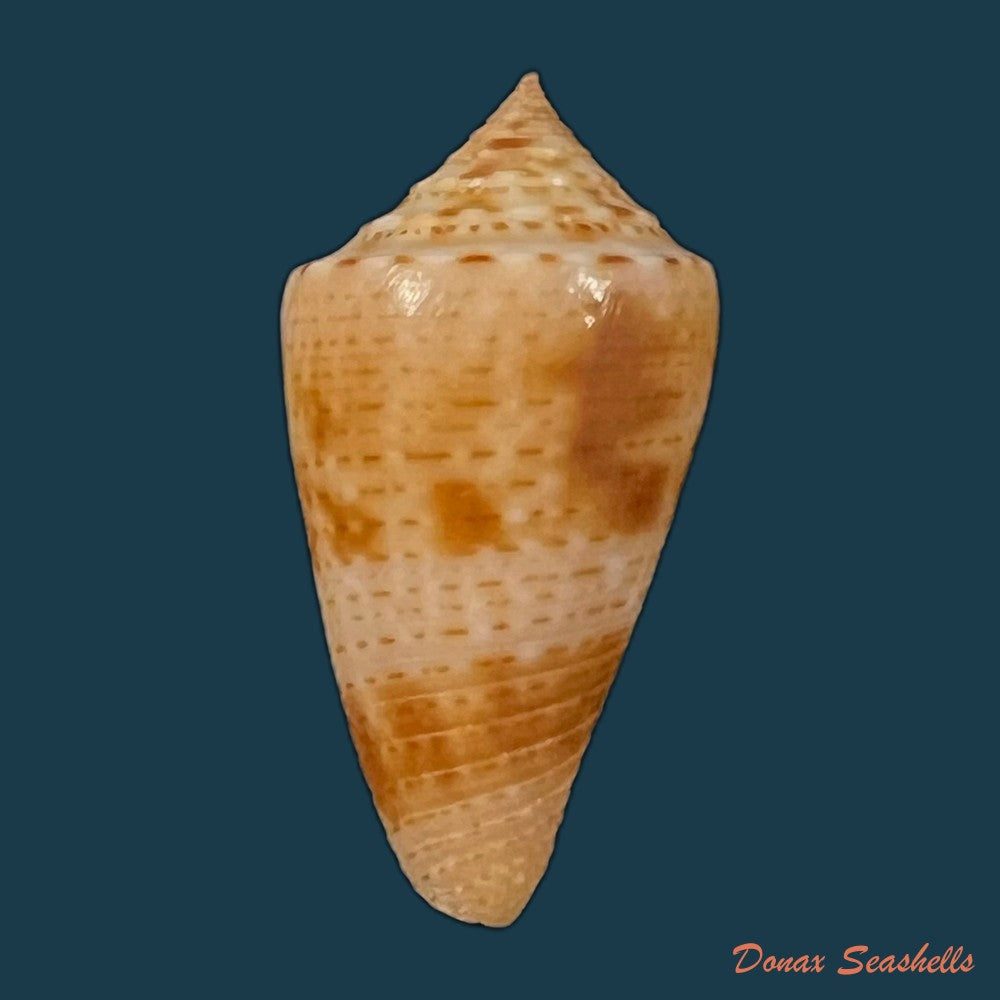 copia-de-conasprella-ericmonnieri-petuch-r-f-myers-2014-30-2mm