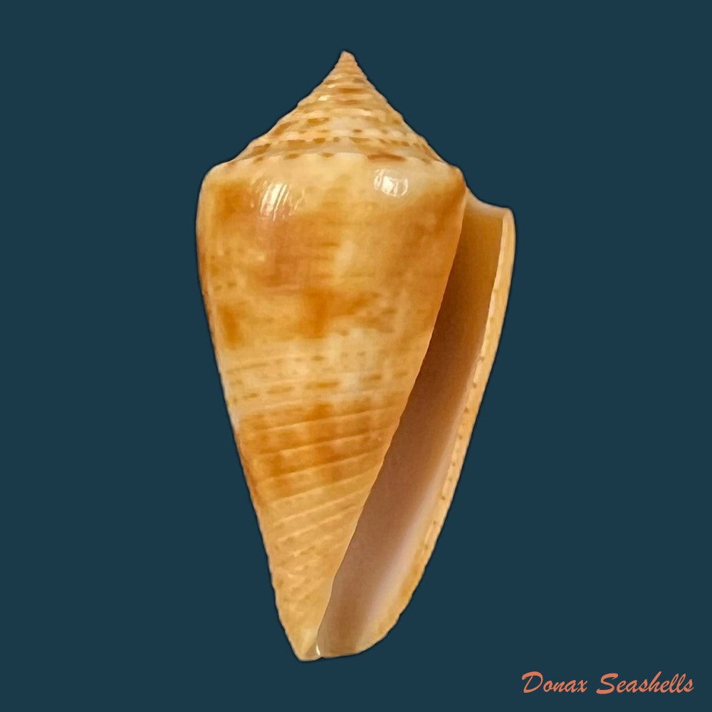 copia-de-conasprella-ericmonnieri-petuch-r-f-myers-2014-30-2mm