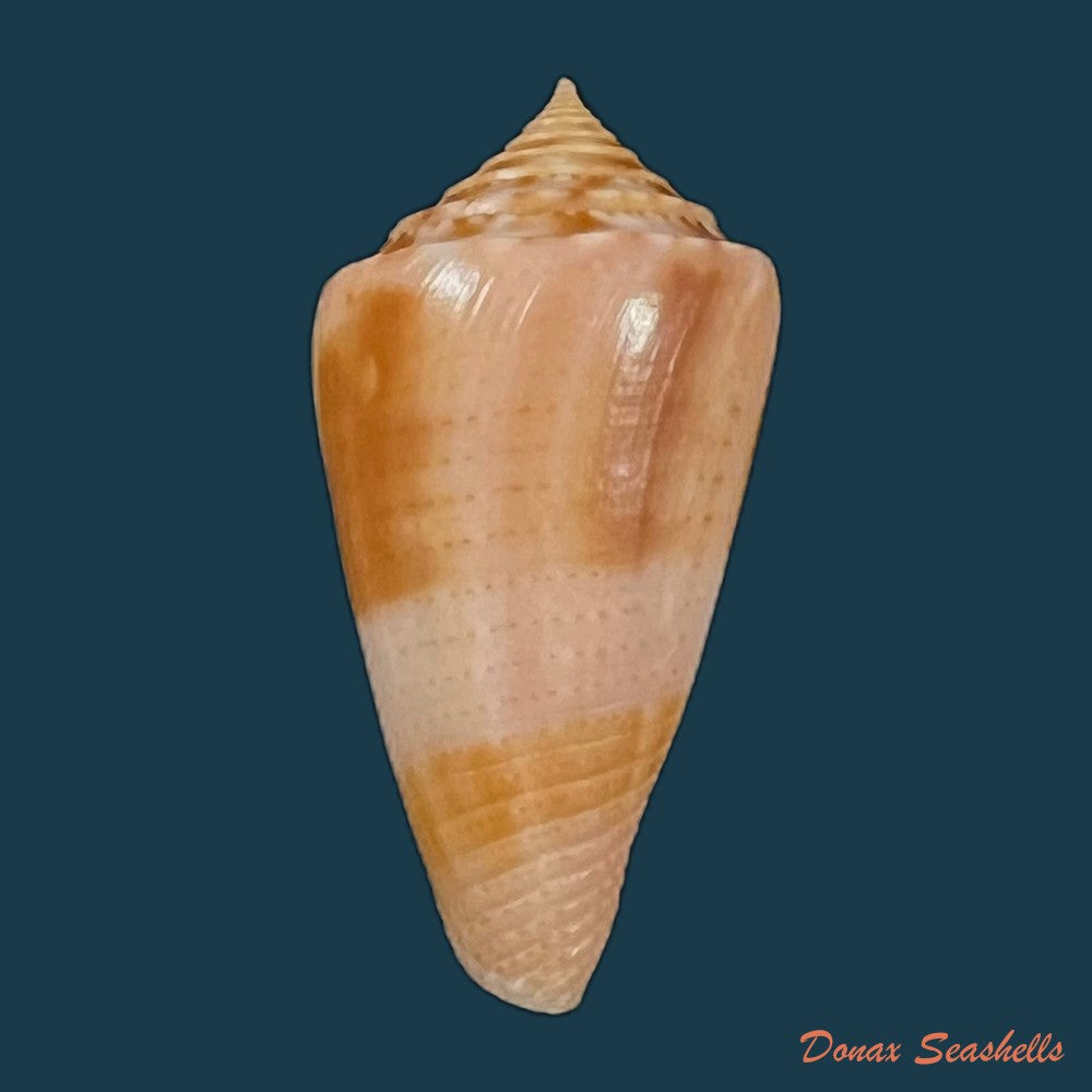 copia-de-conasprella-ericmonnieri-petuch-r-f-myers-2014-31-9mm