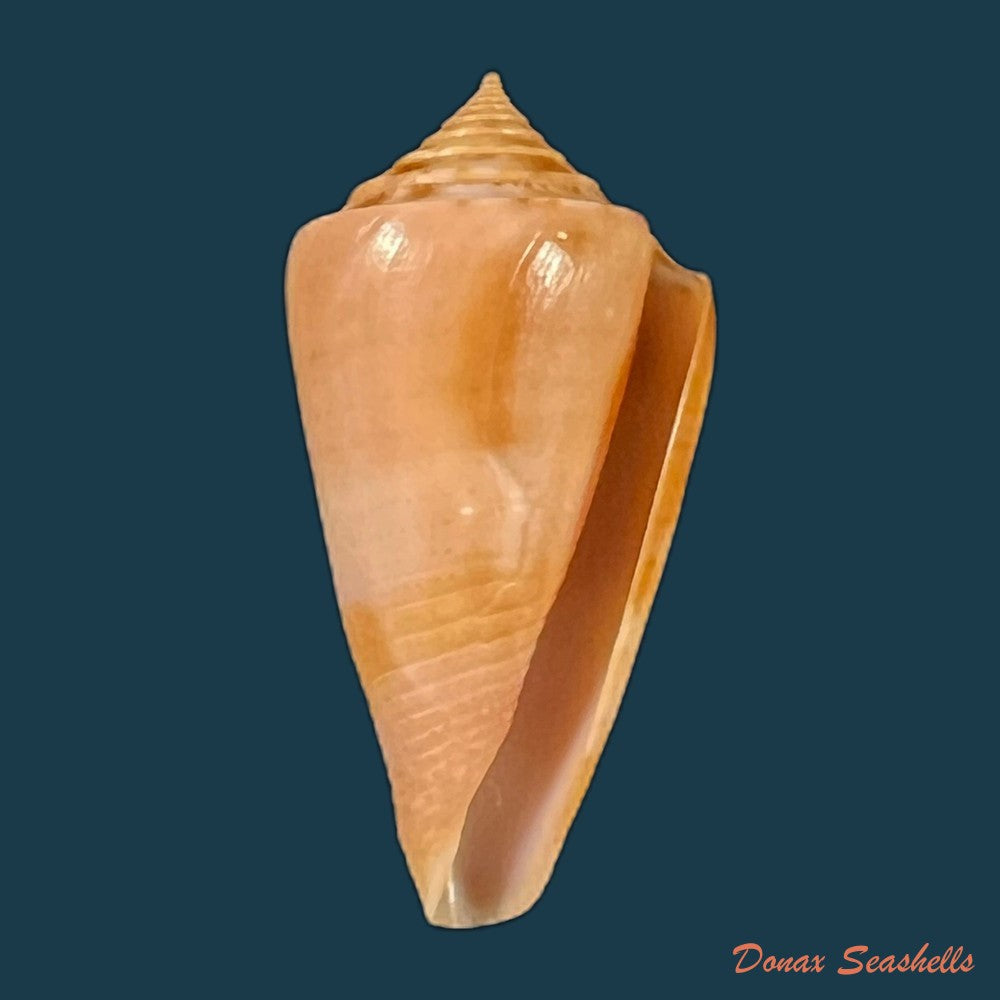 copia-de-conasprella-ericmonnieri-petuch-r-f-myers-2014-31-9mm
