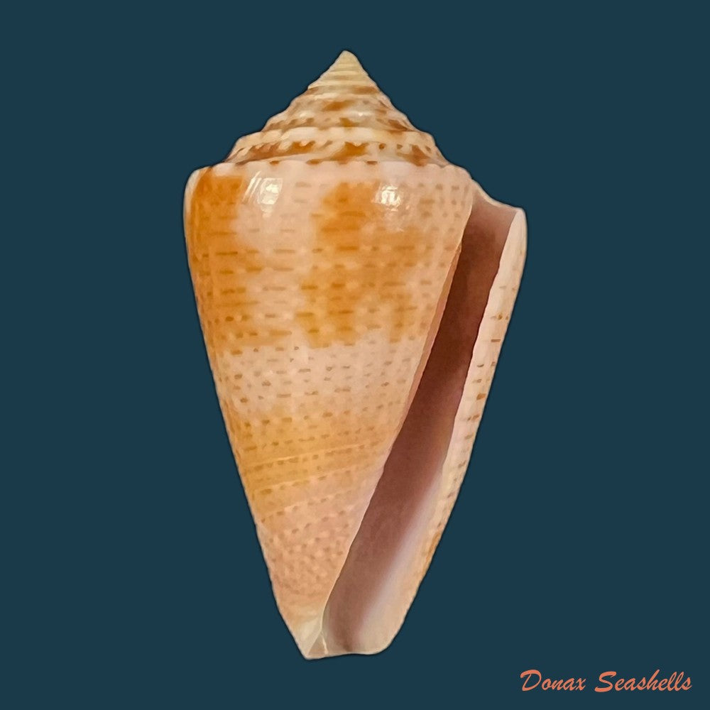 copia-de-conasprella-ericmonnieri-petuch-r-f-myers-2014-32-5mm