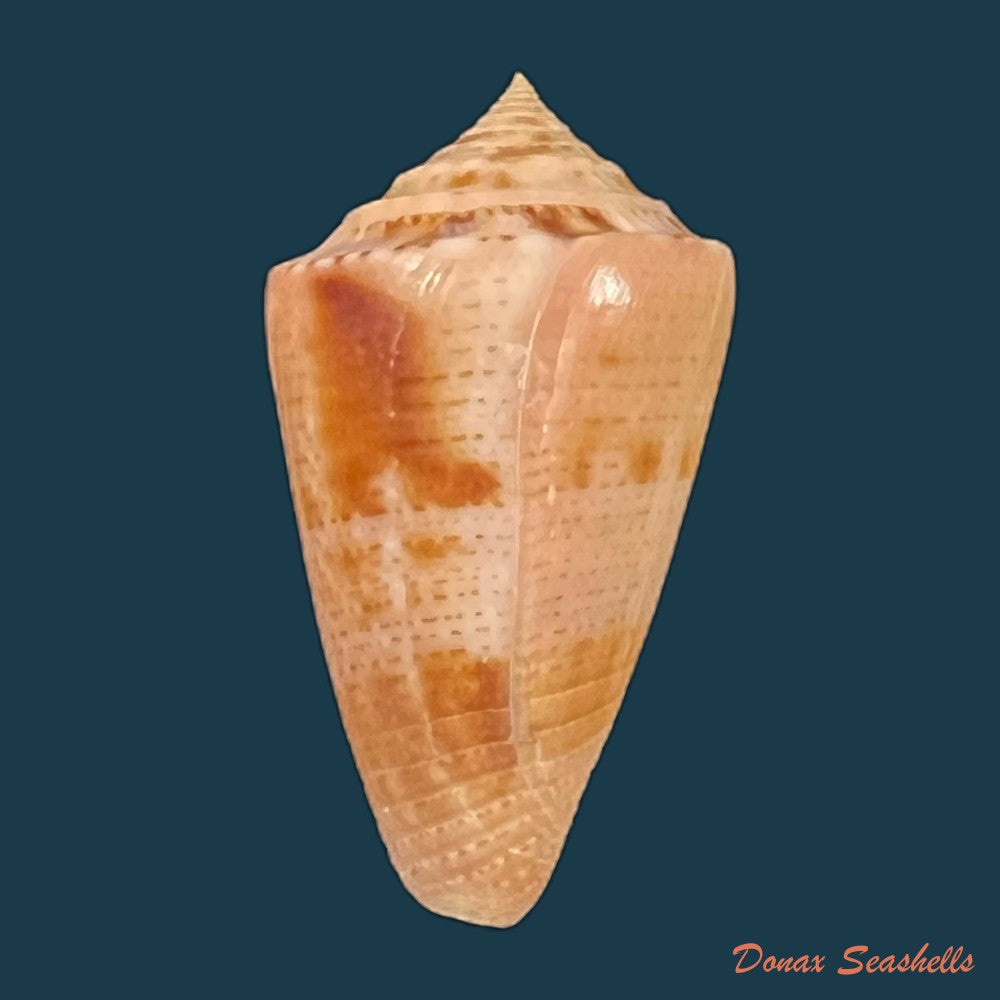 copia-de-conasprella-ericmonnieri-petuch-r-f-myers-2014-35-3mm