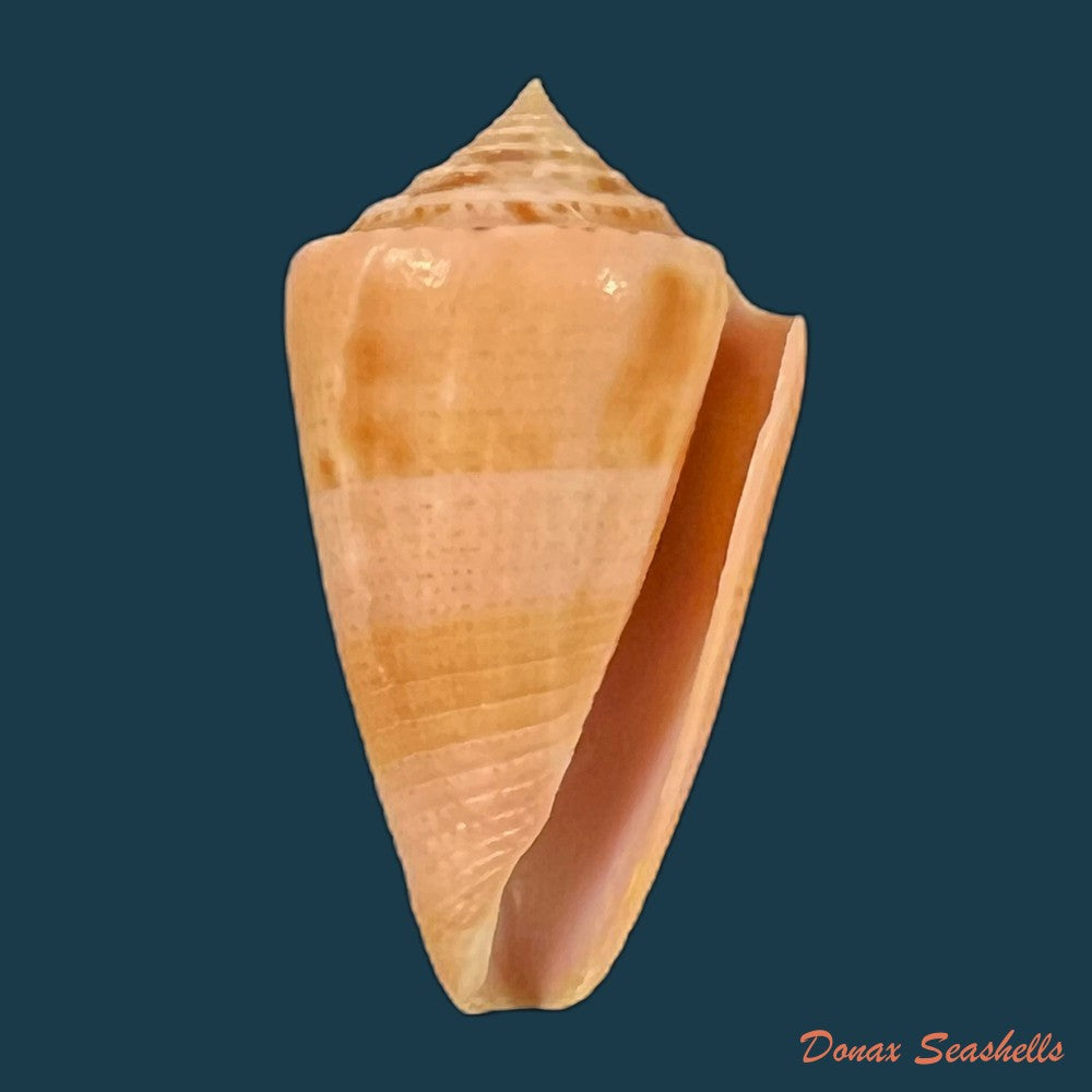 copia-de-conasprella-ericmonnieri-petuch-r-f-myers-2014-35-3mm