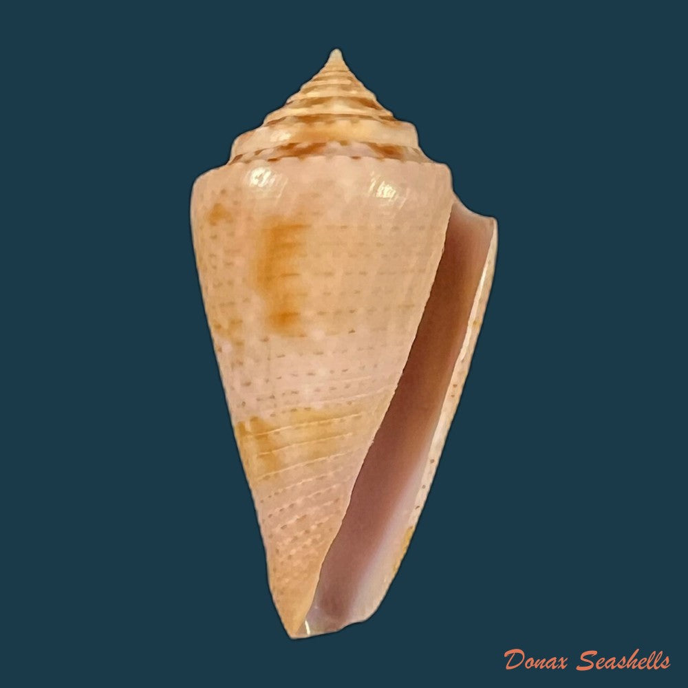 copia-de-conasprella-ericmonnieri-petuch-r-f-myers-2014-35-4mm