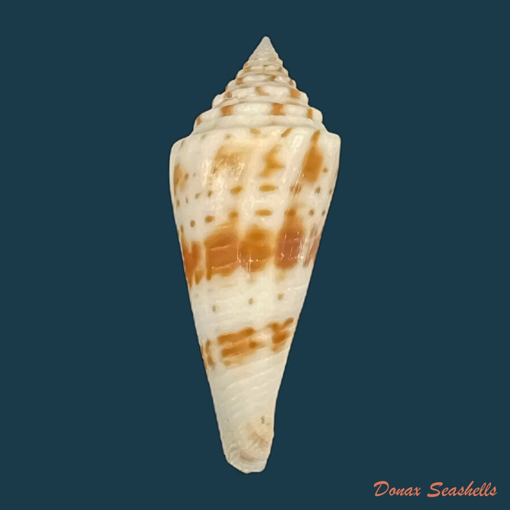 copia-de-conasprella-henckesi-coltro-2004-14-3mm