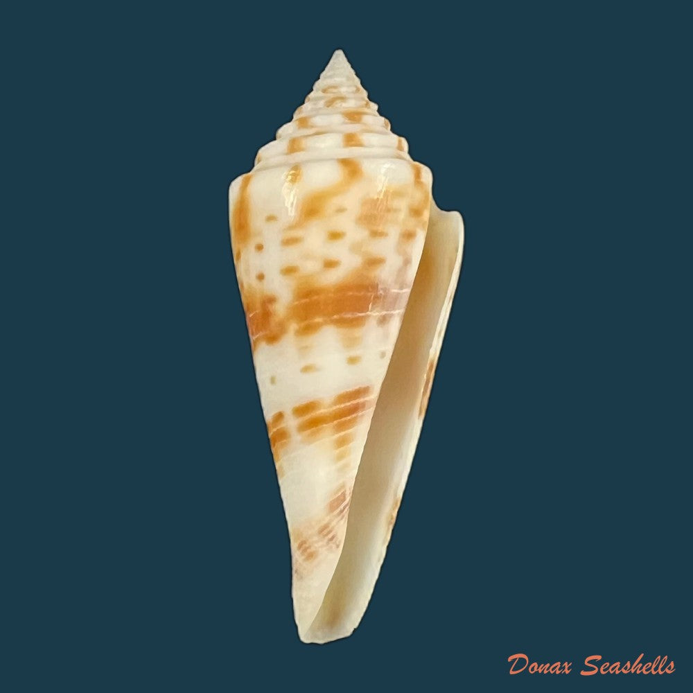 copia-de-conasprella-henckesi-coltro-2004-14-3mm
