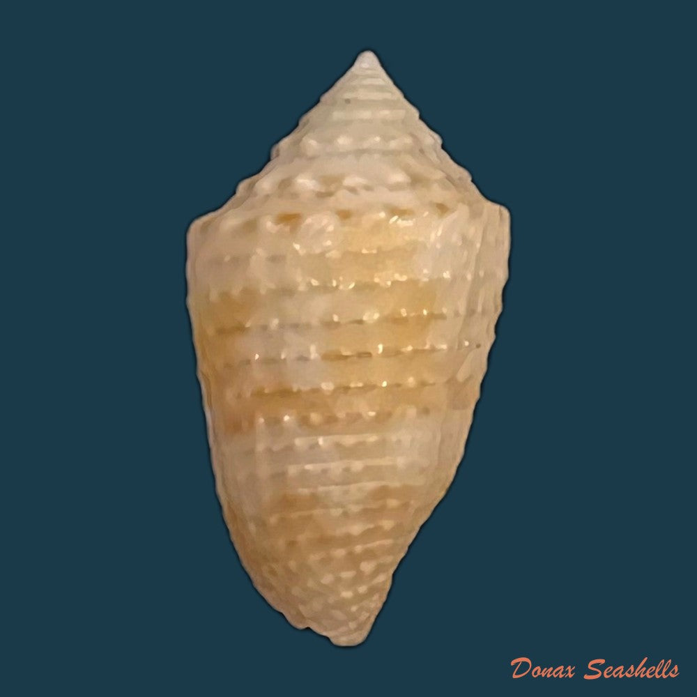 copia-de-conasprella-henckesi-coltro-2004-14-6mm