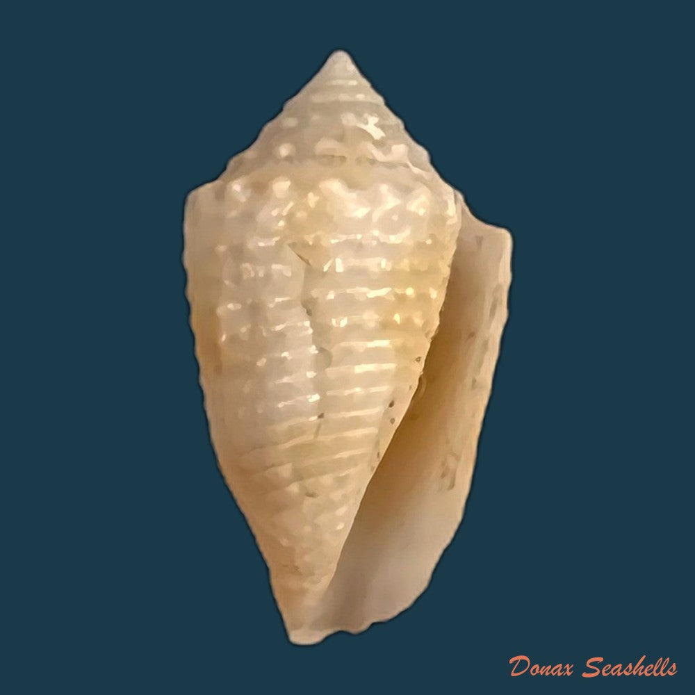 copia-de-conasprella-henckesi-coltro-2004-14-6mm