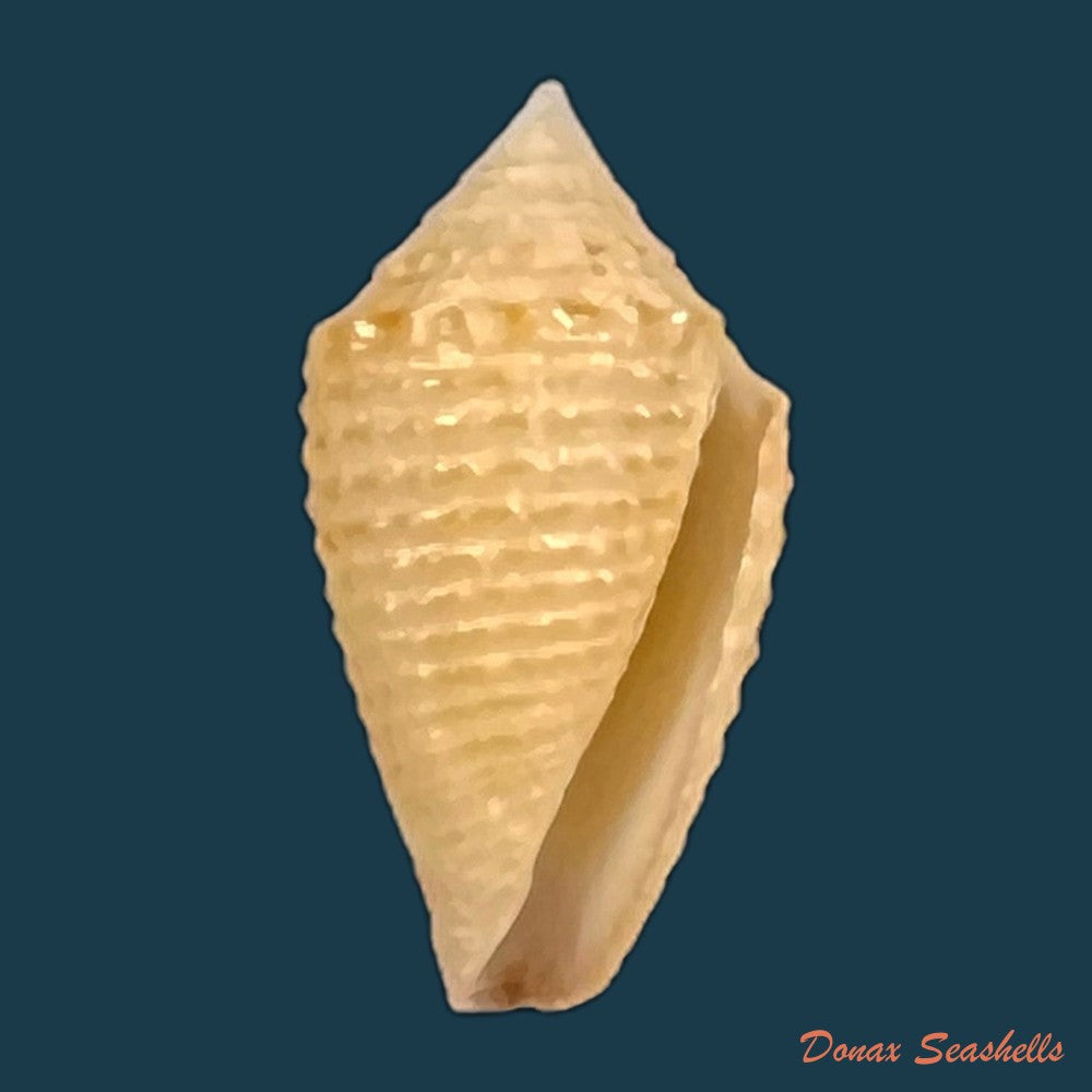copia-de-conasprella-henckesi-coltro-2004-16-8mm