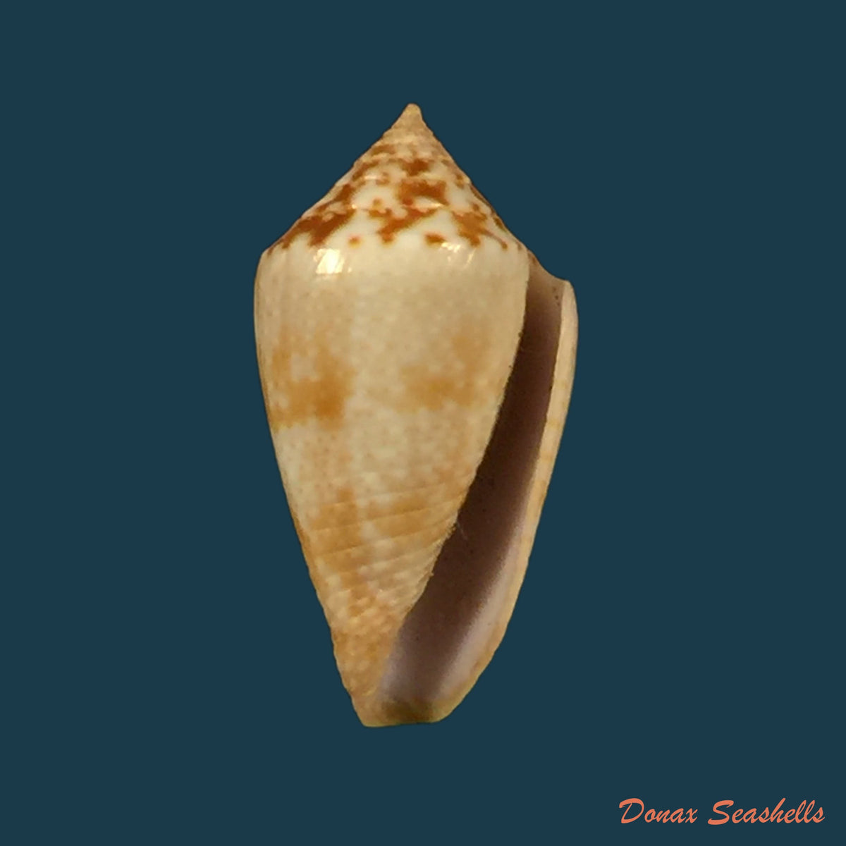 copia-de-conasprella-josei-petuch-berschauer-2016-15-2mm