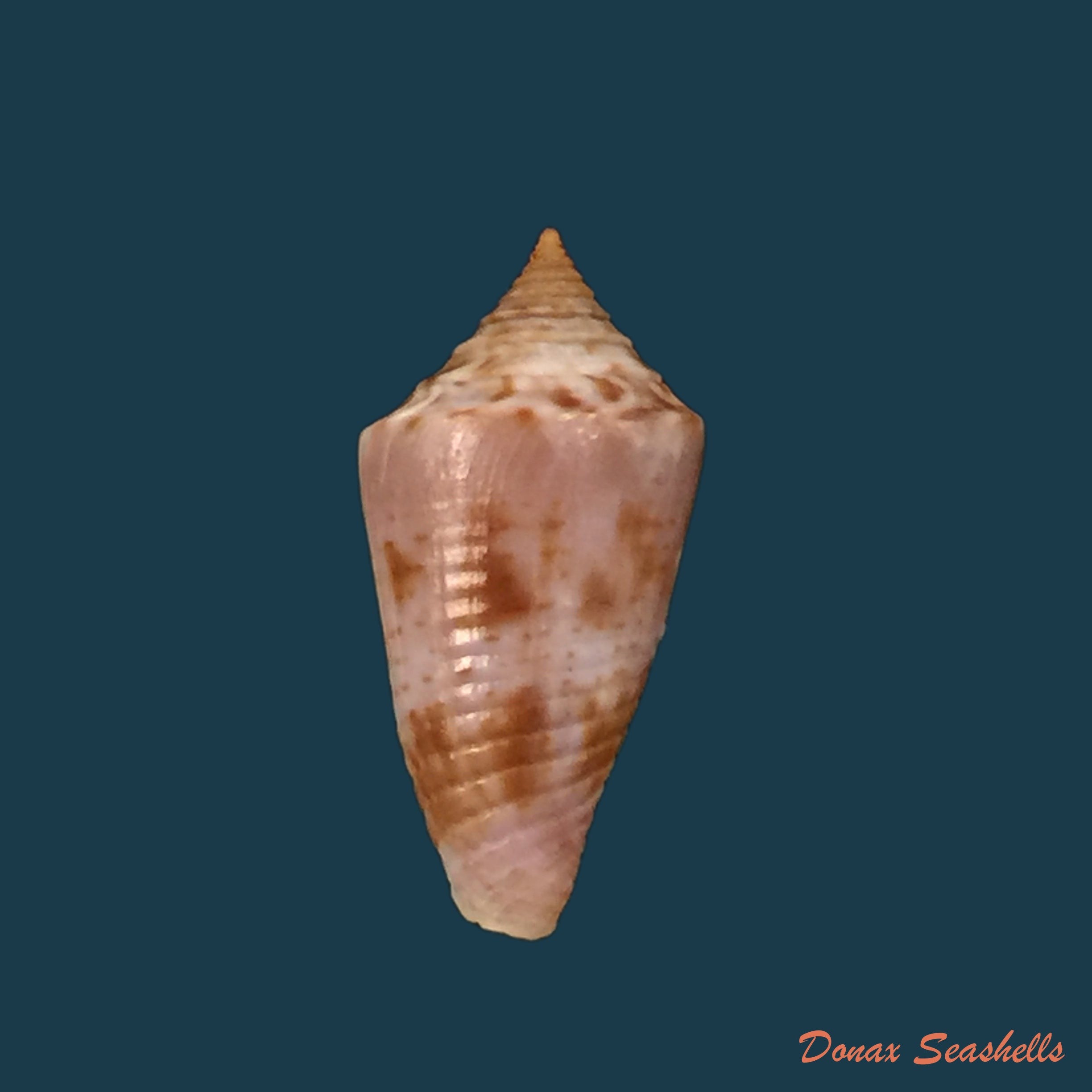 copia-de-conasprella-josei-petuch-berschauer-2016