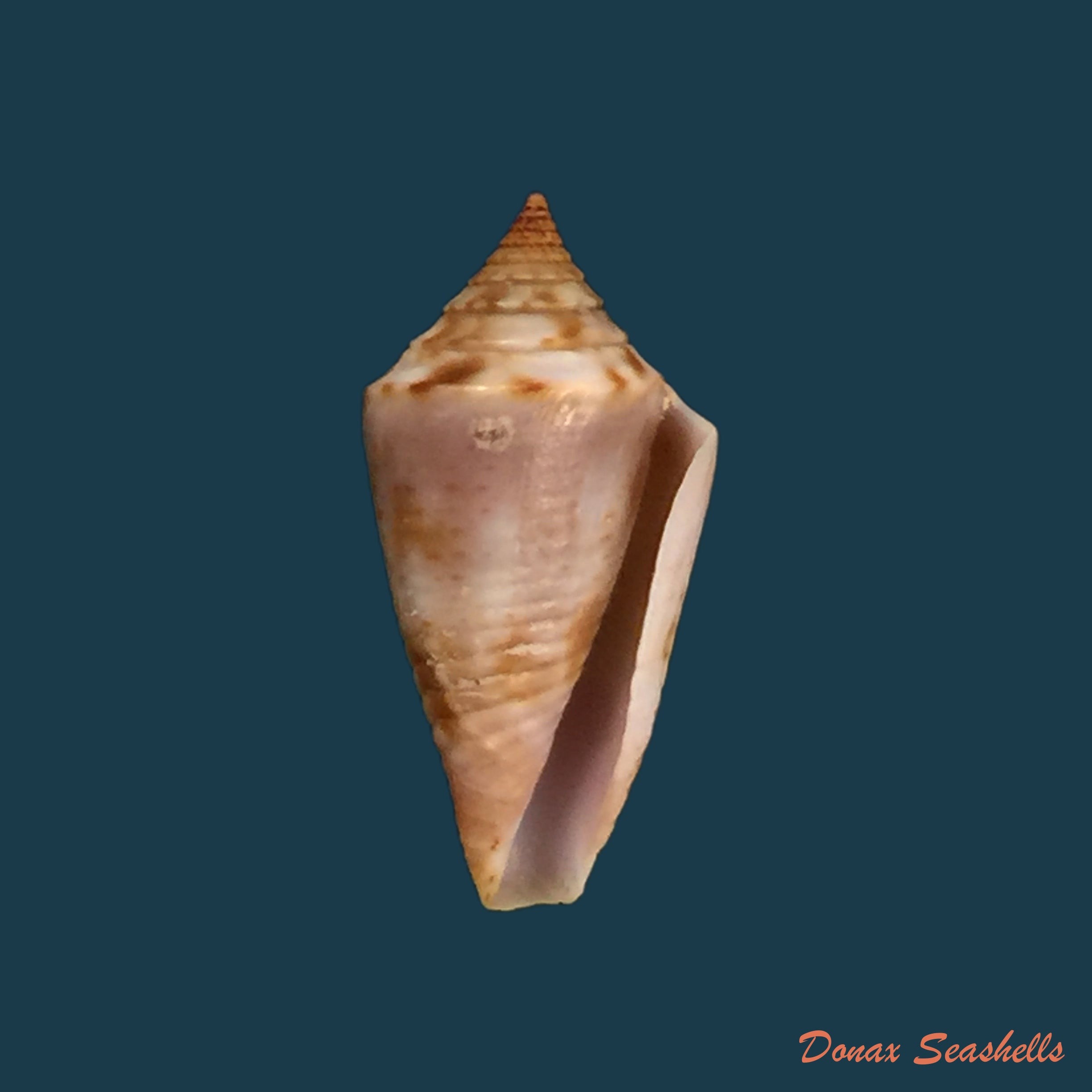 copia-de-conasprella-josei-petuch-berschauer-2016