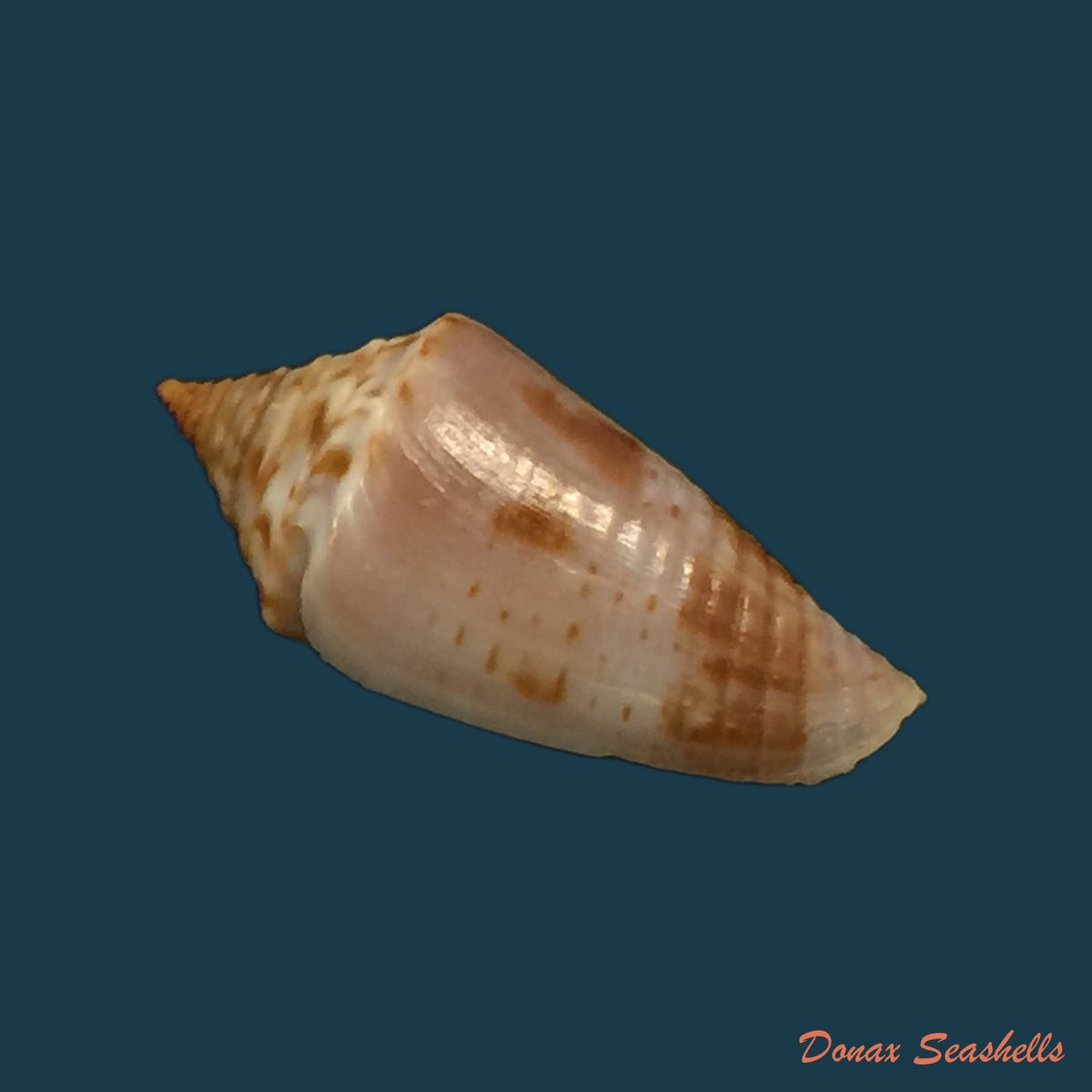 copia-de-conasprella-josei-petuch-berschauer-2016