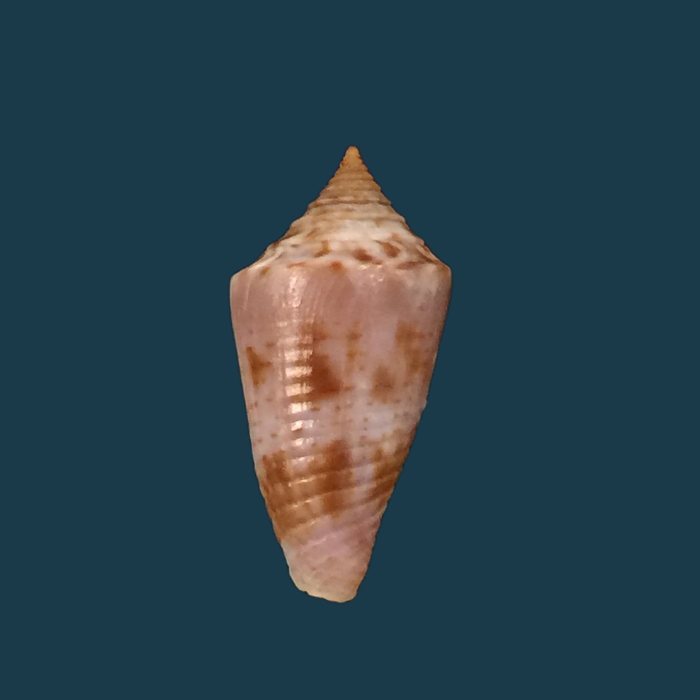 Conasprella simonei Petuch &amp; Myers, 2014 - 20,9mm