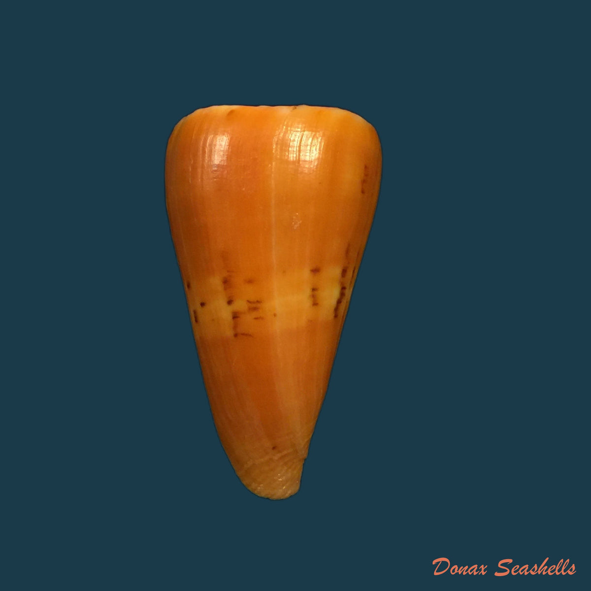 copia-de-conasprella-mindana-hwass-in-bruguiere-1792-43-4mm