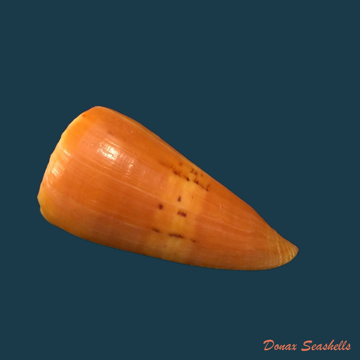 copia-de-conasprella-mindana-hwass-in-bruguiere-1792-43-4mm