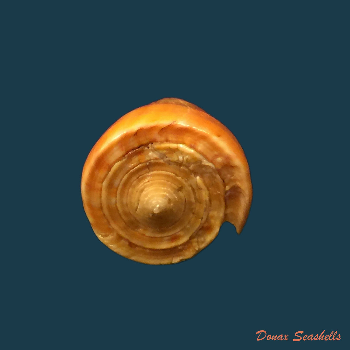 copia-de-conasprella-mindana-hwass-in-bruguiere-1792-43-4mm