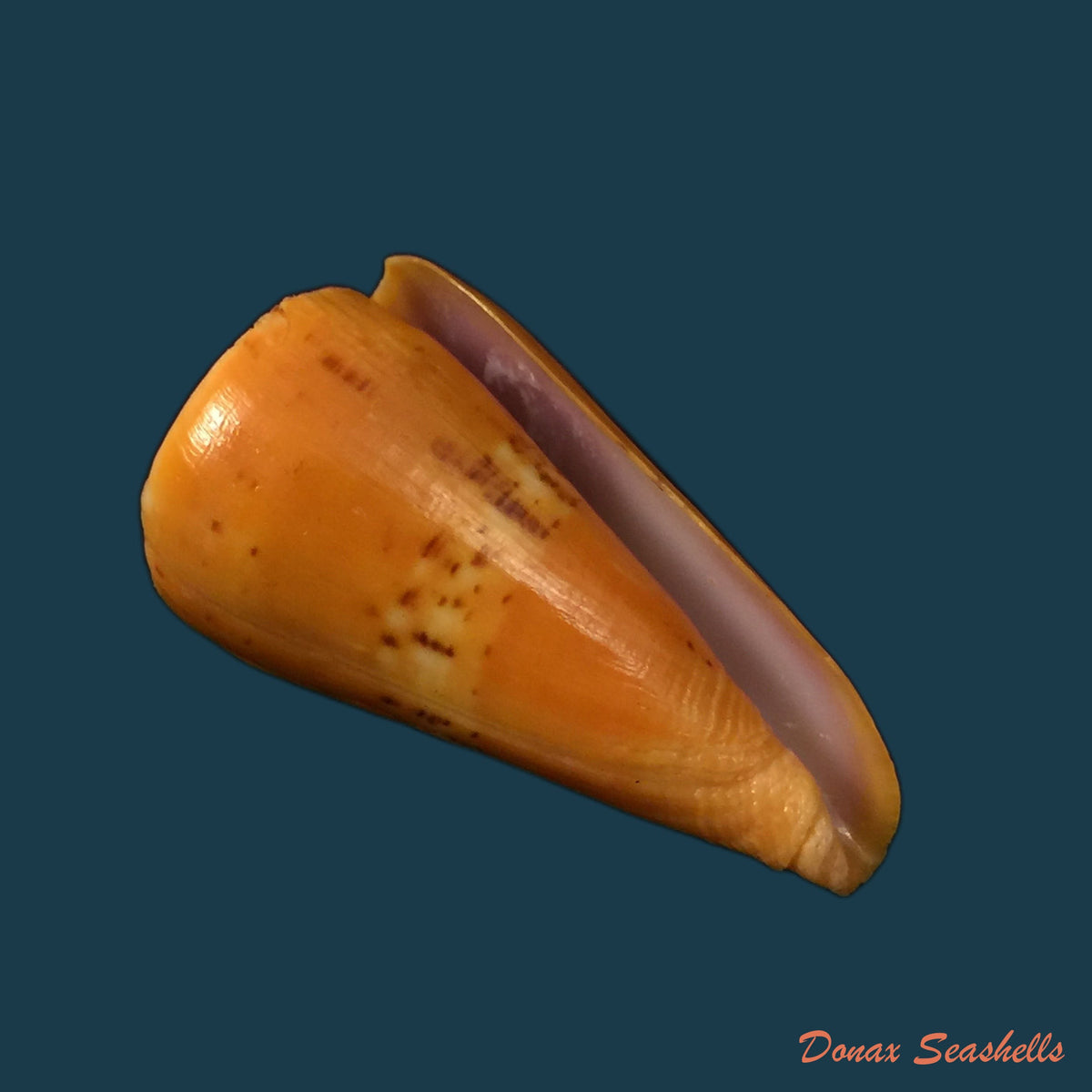 copia-de-conasprella-mindana-hwass-in-bruguiere-1792-43-4mm