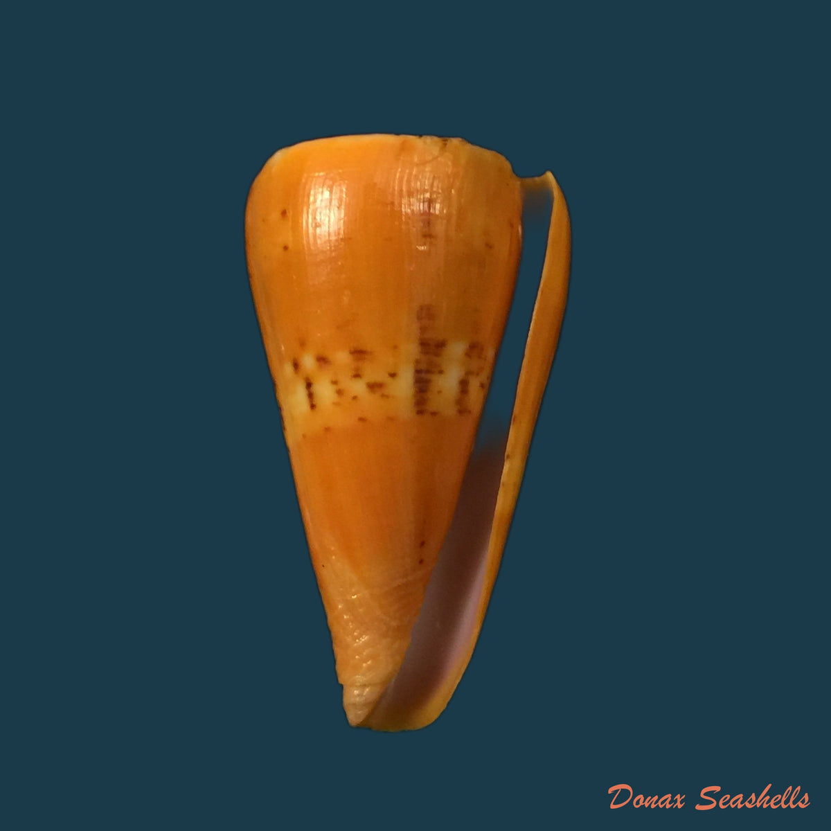 copia-de-conasprella-mindana-hwass-in-bruguiere-1792-43-4mm