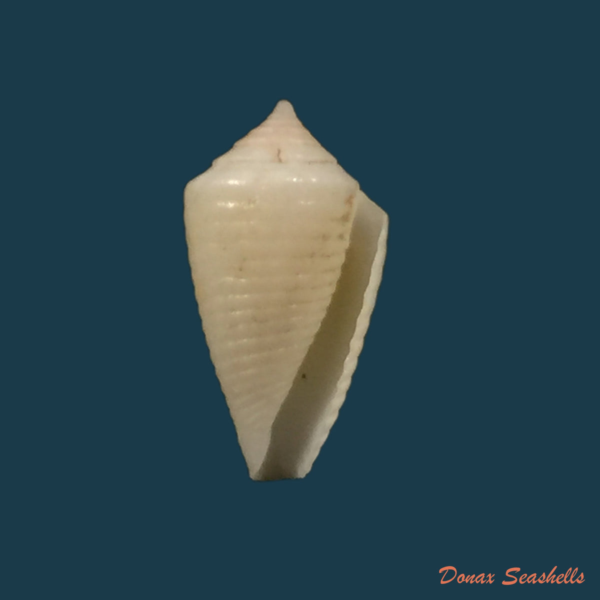 copia-de-conasprella-pomponeti-petuch-r-f-myers-2014-13-6mm