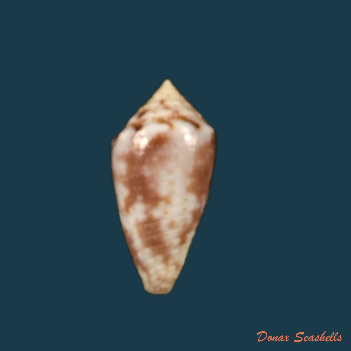 copia-de-conasprella-serafimi-petuch-beschauer-2019-16-1mm-1