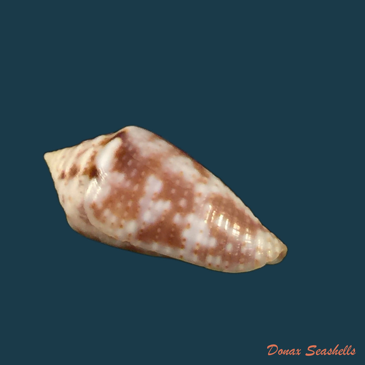 copia-de-conasprella-serafimi-petuch-beschauer-2019-16-1mm-1
