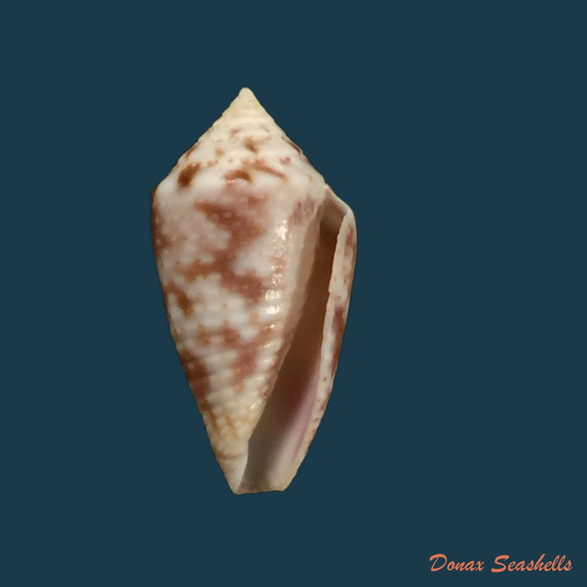 copia-de-conasprella-serafimi-petuch-beschauer-2019-16-1mm-1