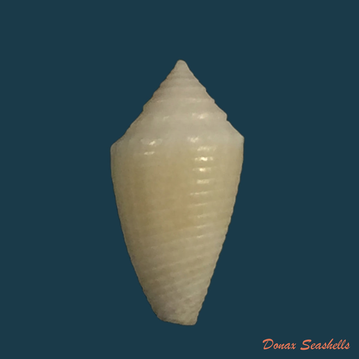 copia-de-conasprella-simonei-petuch-myers-2014