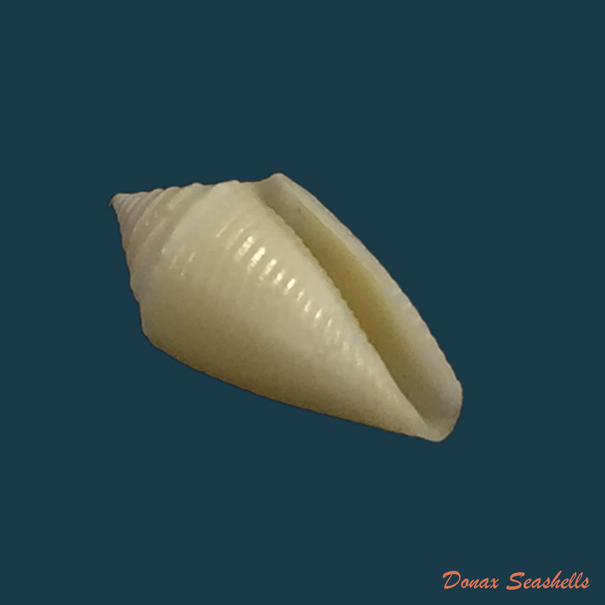 copia-de-conasprella-simonei-petuch-myers-2014