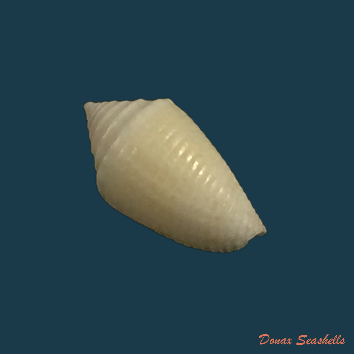 copia-de-conasprella-simonei-petuch-myers-2014