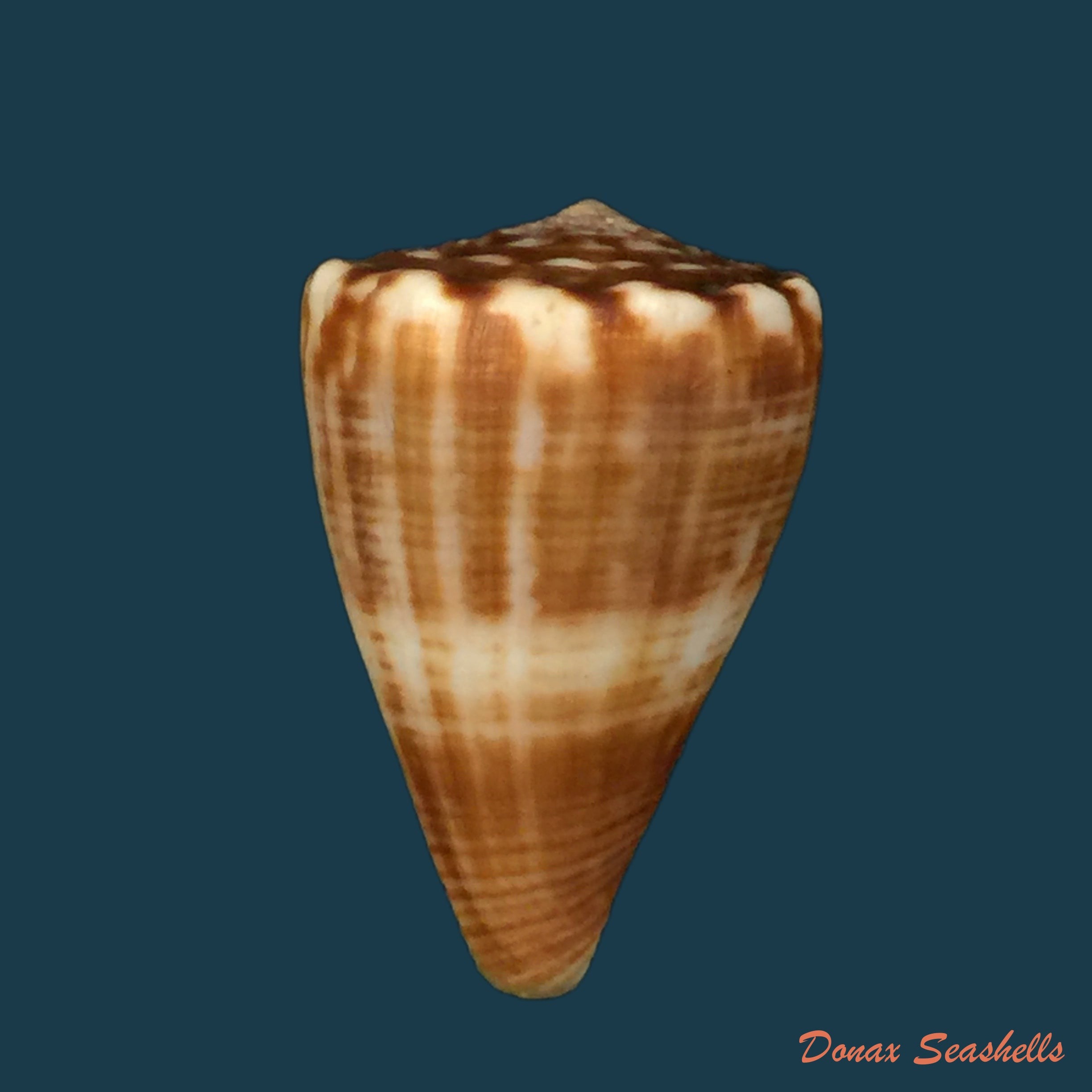 copia-de-conasprella-ximenes-gray-1839