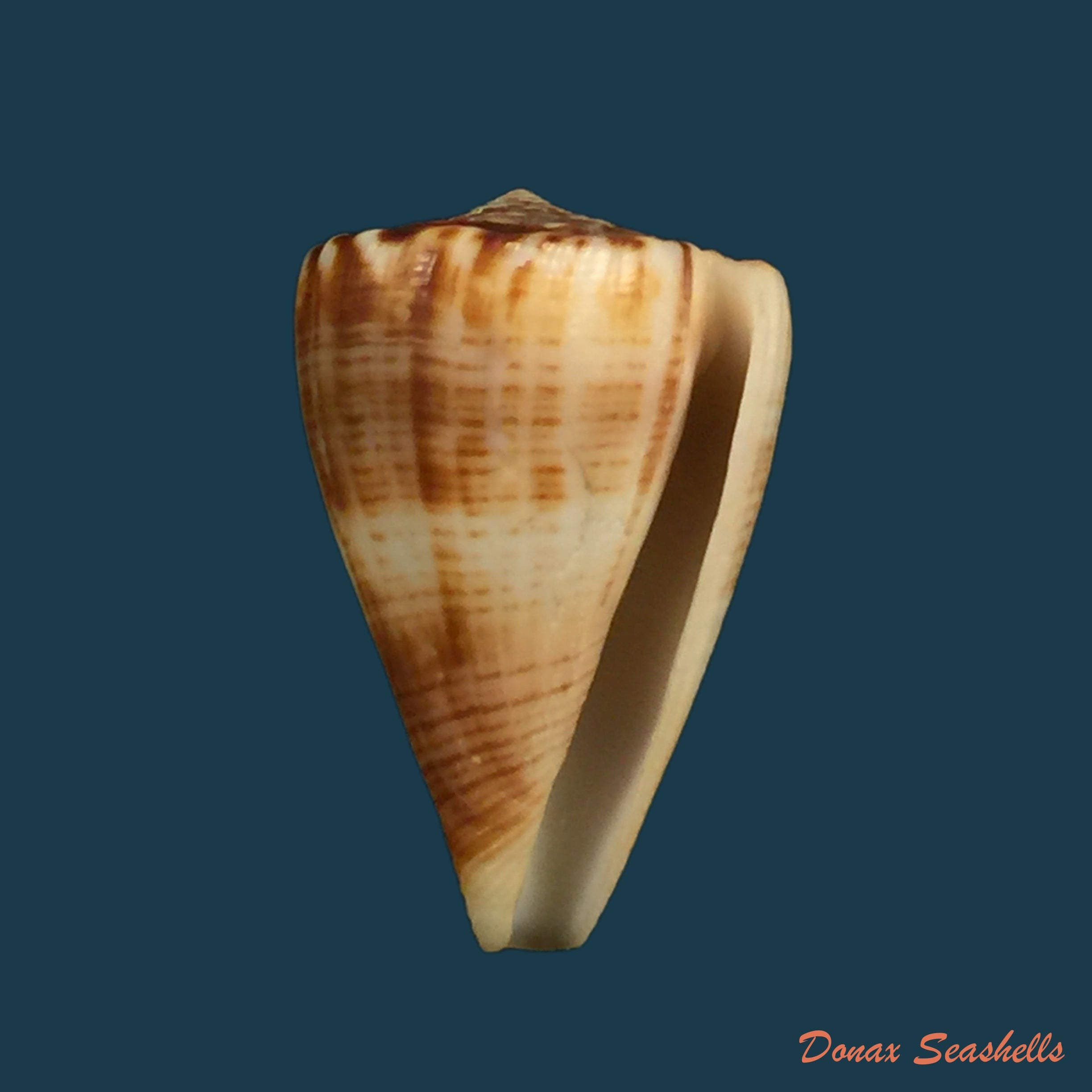 copia-de-conasprella-ximenes-gray-1839